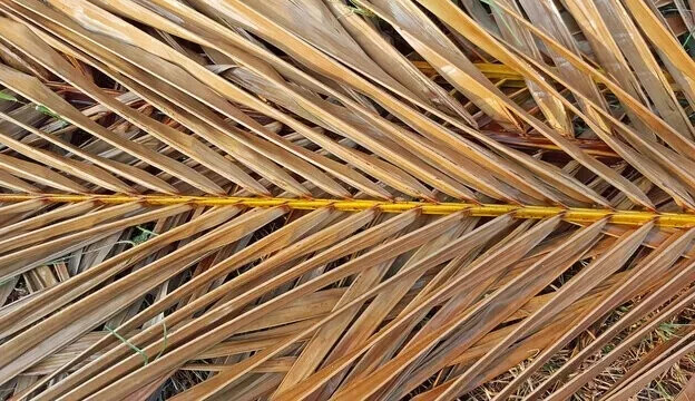 100 PCS Dried Coconut Leaf Broom Stick (Iratu) 25cm Palm Fiber Cleaning Tool