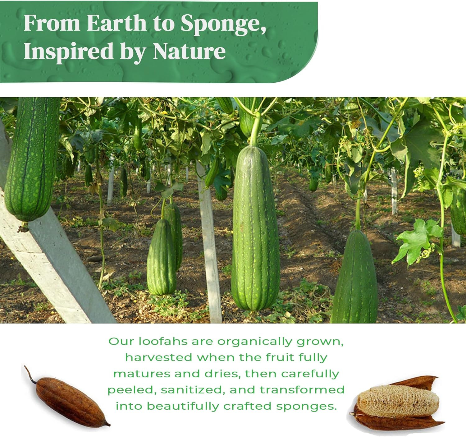 Natural Loofah Kitchen Sponge – Natural Sponges for Dishes – Eco Friendly