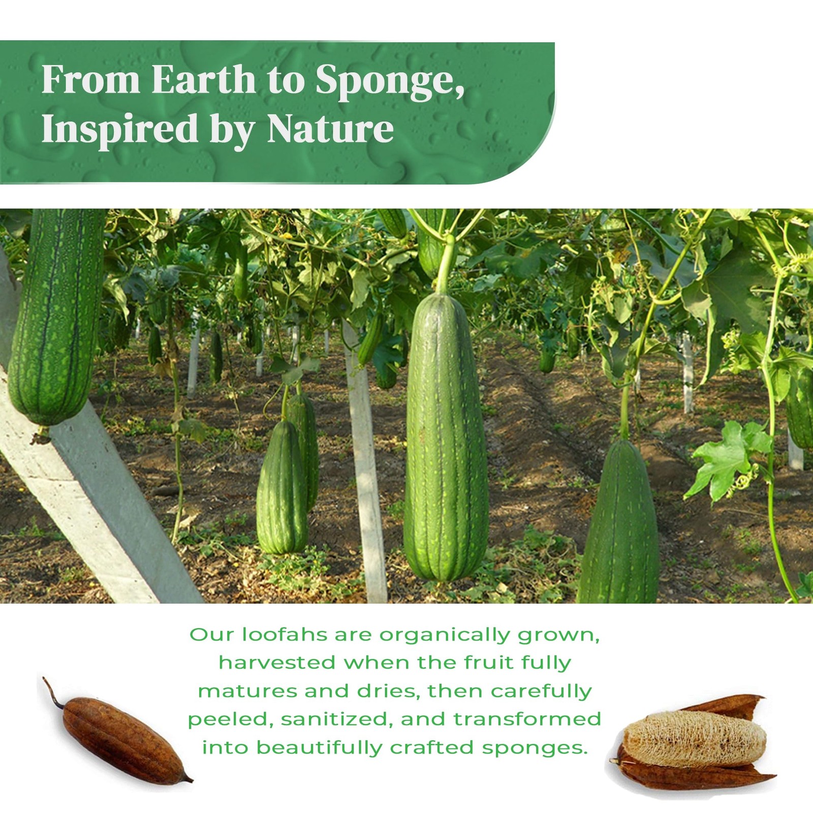 Natural Loofah Kitchen Sponge (3 Pack) – 3 Count (Pack of 1),