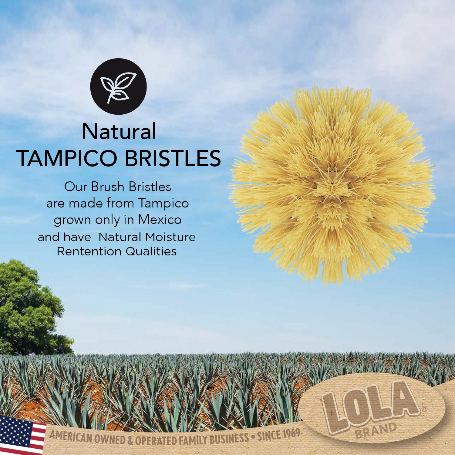 The Original Tampico Vegetable Palm Brush by LOLA – Wood Handle Tampico Bristles